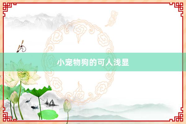 小宠物狗的可人浅显